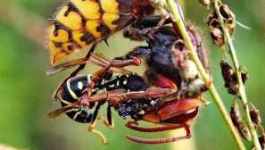 Hornet и osa, които маркират по-силни, последствия от хапка, алергична реакция, първа помощ след атака